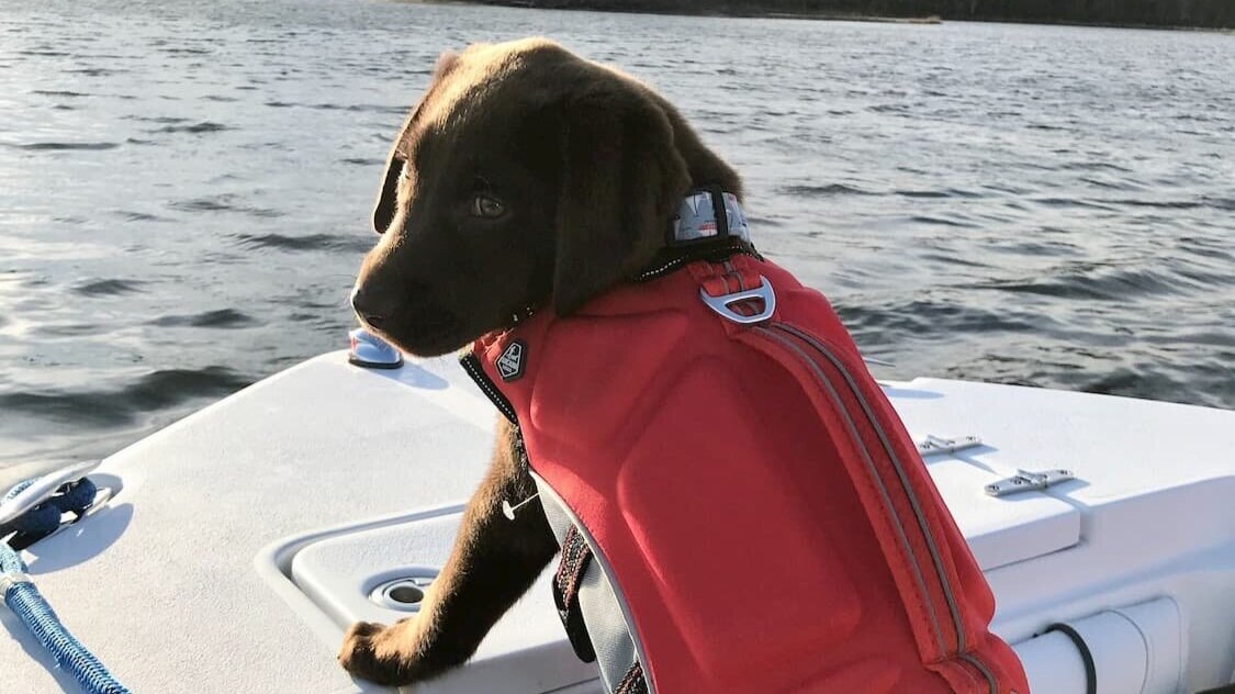 We earn a commission for products purchased through some links in this article. The Best Dog Friendly Vacations In New England According To Dogs Tiny Trips