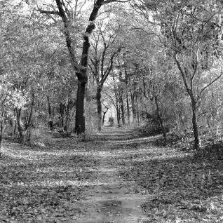 Running news, training advice, inspiring stories, running shoe reviews, gear tips, and more. My Top 5 Boston Trail Running Spots Sam Nigh