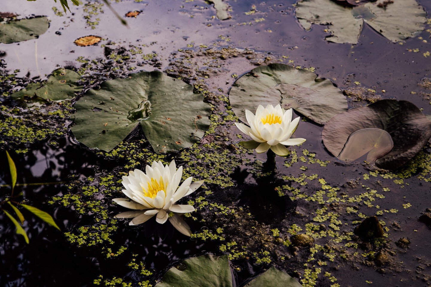 Yellowstone stretches over parts of wyoming, montana and ida. Pallavi Kumar