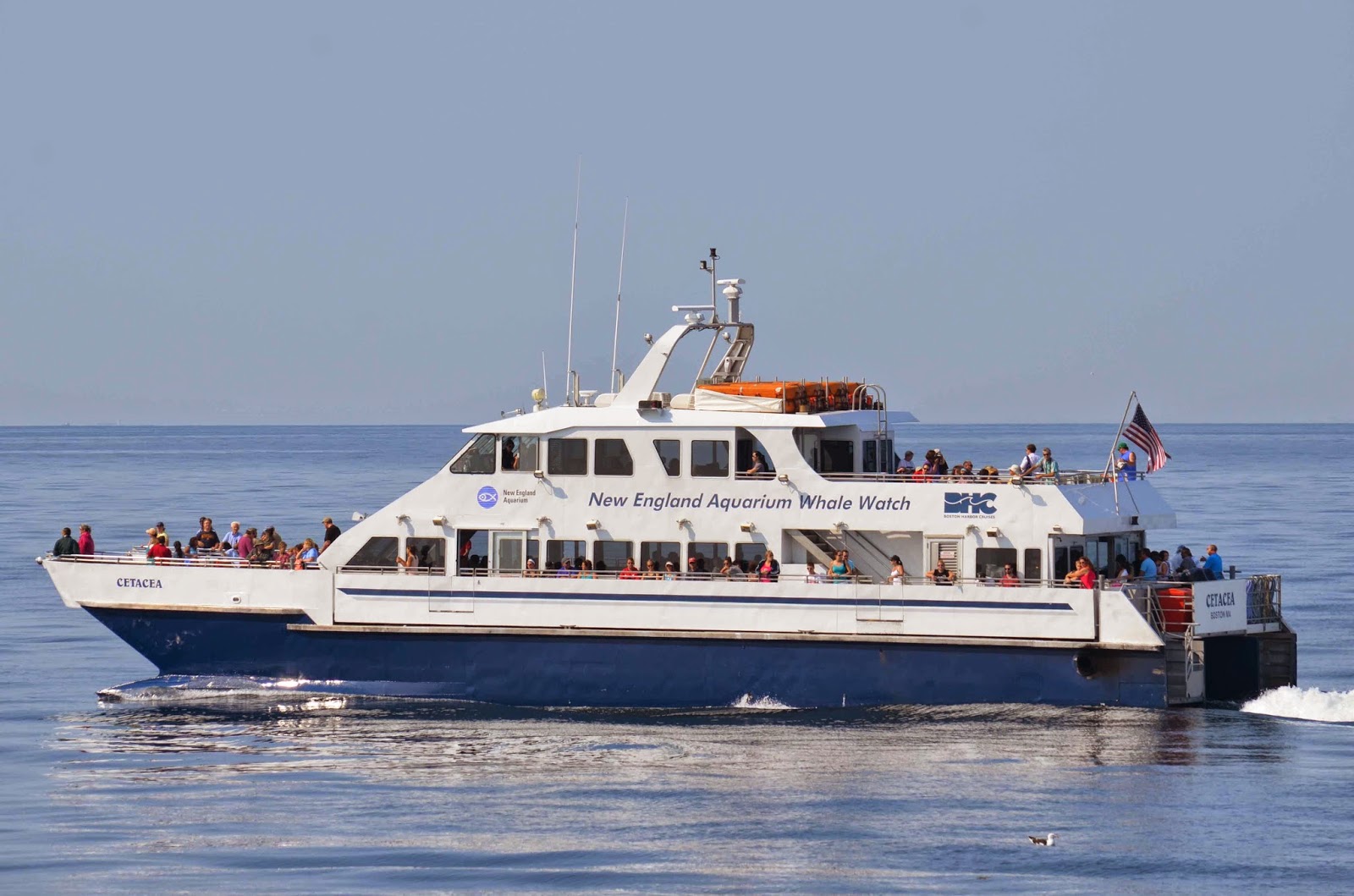 The asteria 112 hull #4 is your chance to get customize a yacht currently in build at heysea yachts the . Whale Watch Log 2014 Sightings August 10