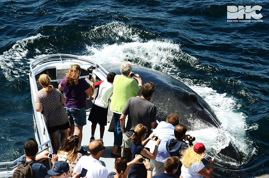 42+ Boston Harbor Whale Watch Cruise&nbsp;Packages