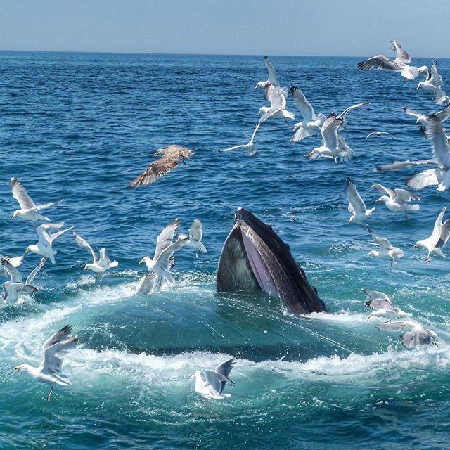 Best Whale Watch Boston Harbor&nbsp;Cruises