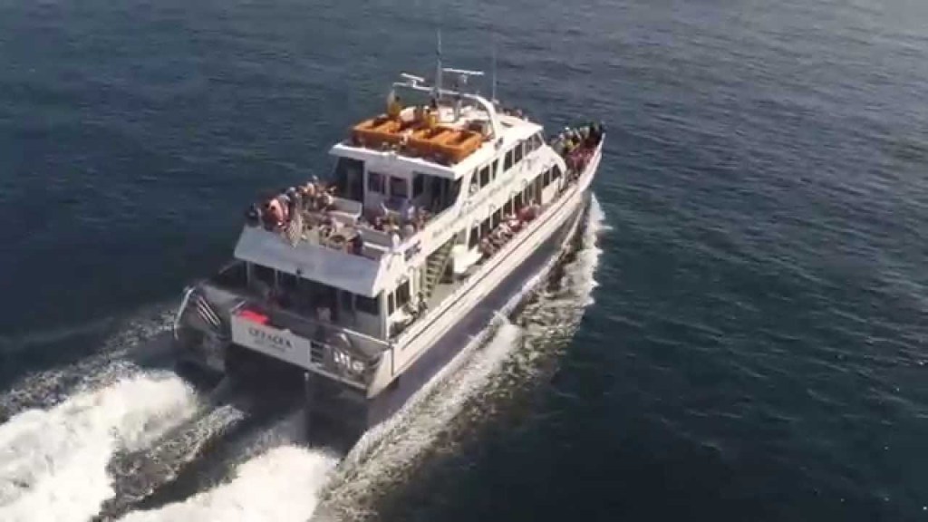 Exploring Boston Whale Watching&nbsp;Tours