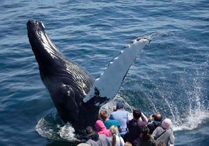 43+ Best Whale Watching Tours In Boston&nbsp;Packages
