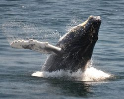 16+ Boston Whale Watching Blog&nbsp;Package