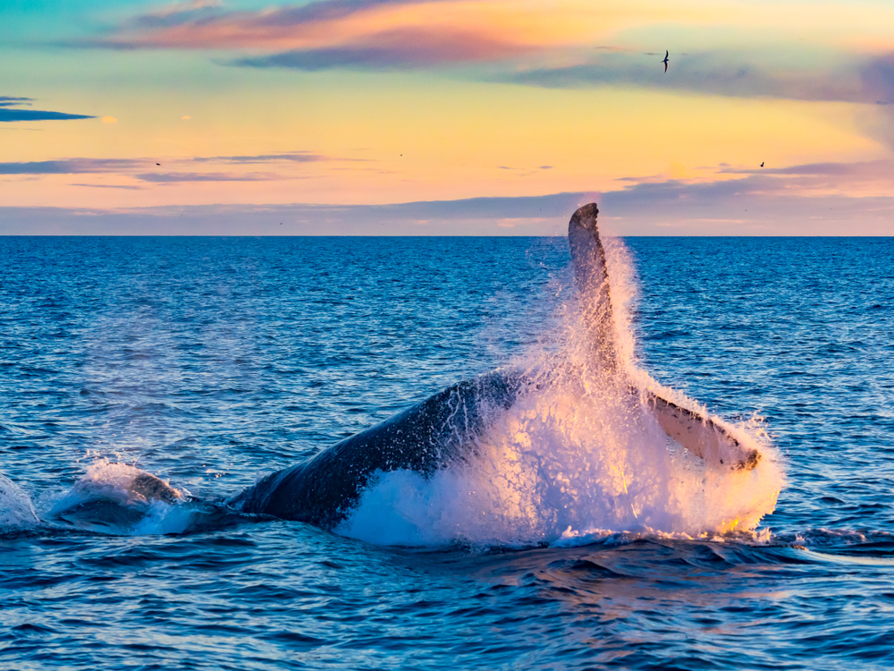 47+ Sunset Whale Watching Boston&nbsp;Packages