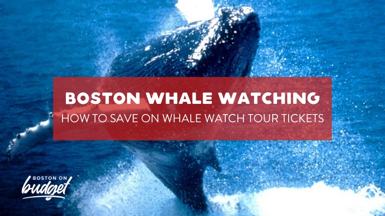 14+ Whale Watching Boston Time Of Year&nbsp;Package