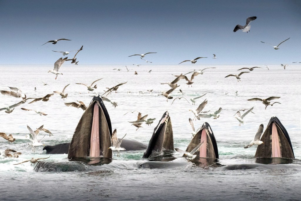 12+ Boston Massachusetts Whale Watching Tours&nbsp;Package