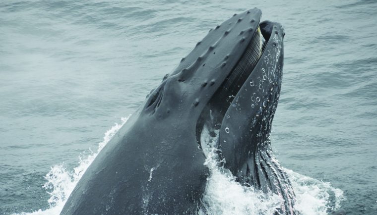 43+ Whale Watching Boston Tickets&nbsp;Packages