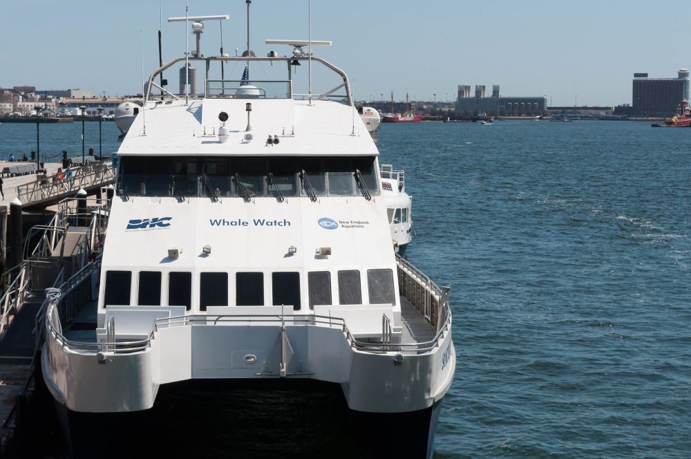 Amazing Whale Watching Tours In Boston&nbsp;Package