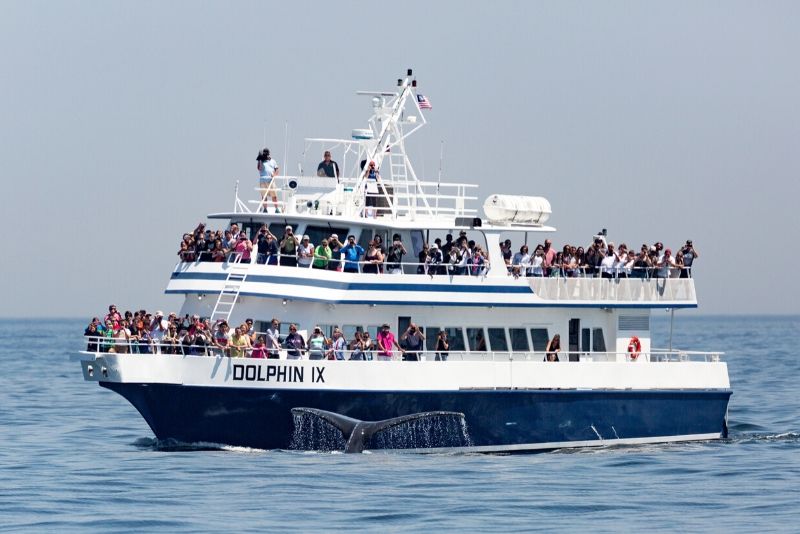 35+ Whale Watching Tour Boston&nbsp;Packages