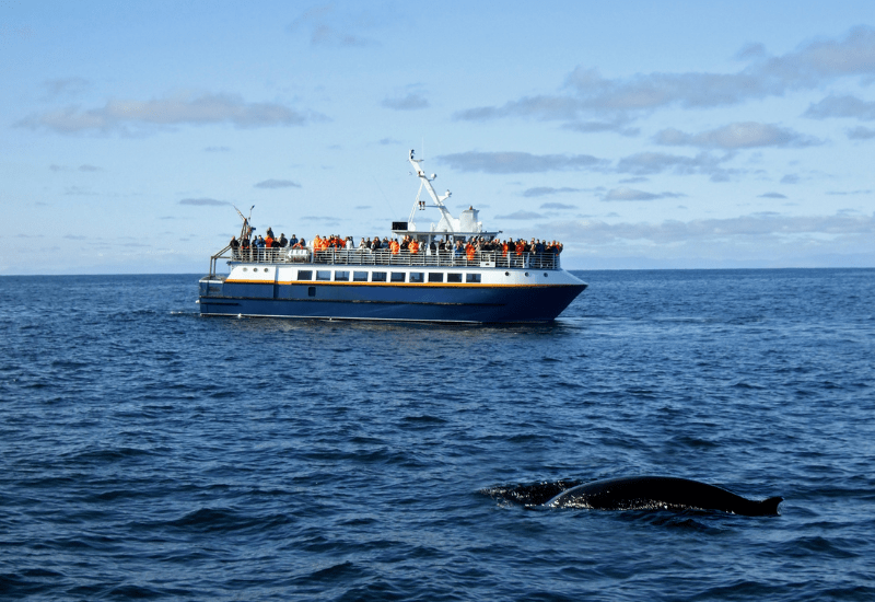 22+ Boston Massachusetts Whale Watching&nbsp;Package