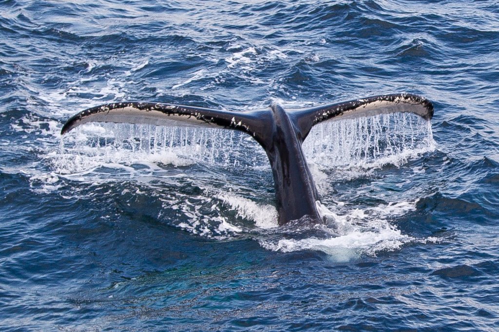 Boston Whale Watching June&nbsp;Packages
