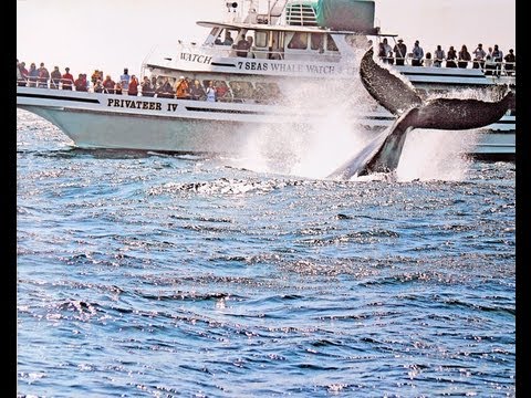 Amazing Whale Watching Boston&nbsp;Coupons