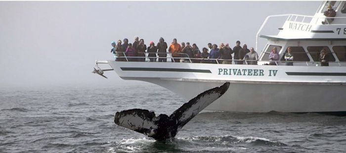 Best Whale Watching In Boston In&nbsp;October