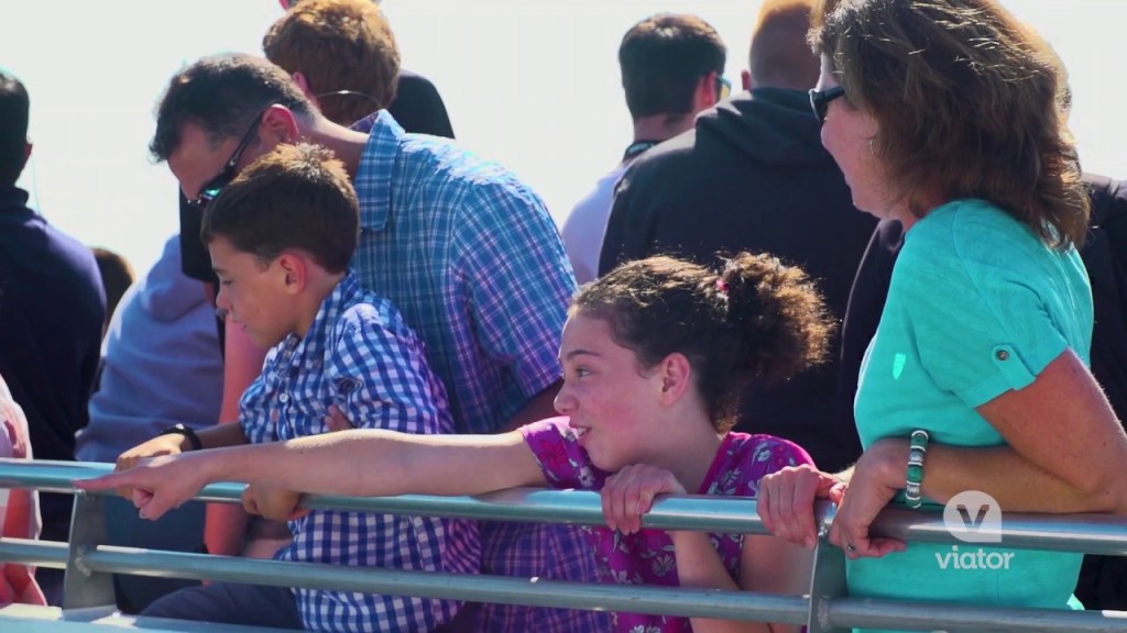 Exploring Viator Whale Watching Boston