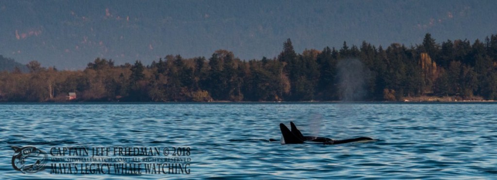 Exploring Orca Whale Watching&nbsp;Boston