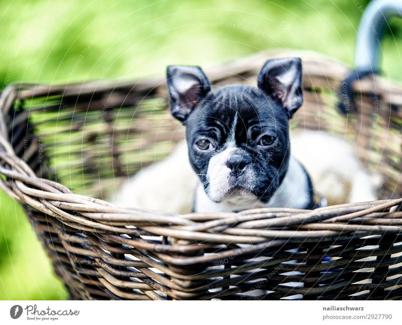 Best Boston Terrier Vacation Packages
