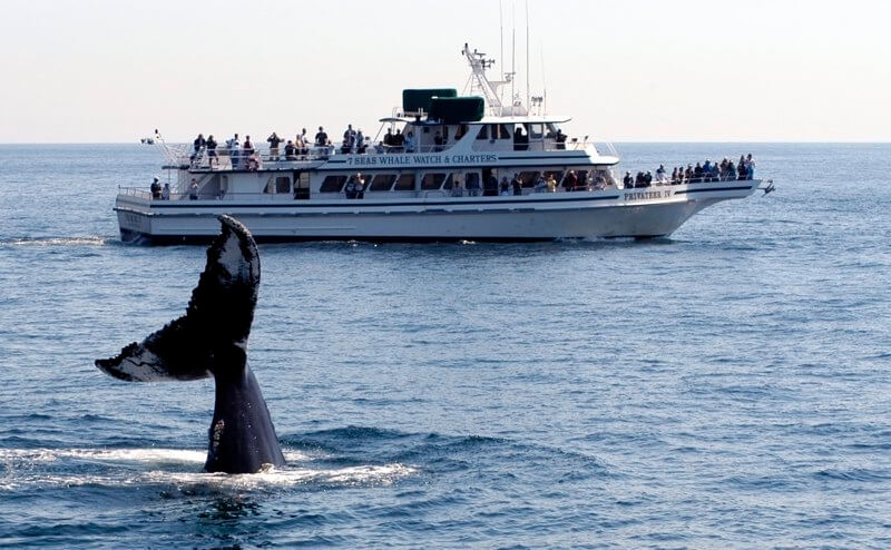 50+ Whale Watching Boston&nbsp;Season