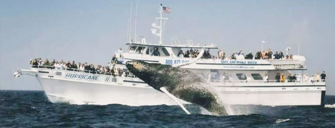 14+ Boston Dolphin & Whale Watching