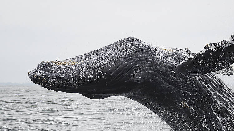 Best Boston Whale Tours&nbsp;Package