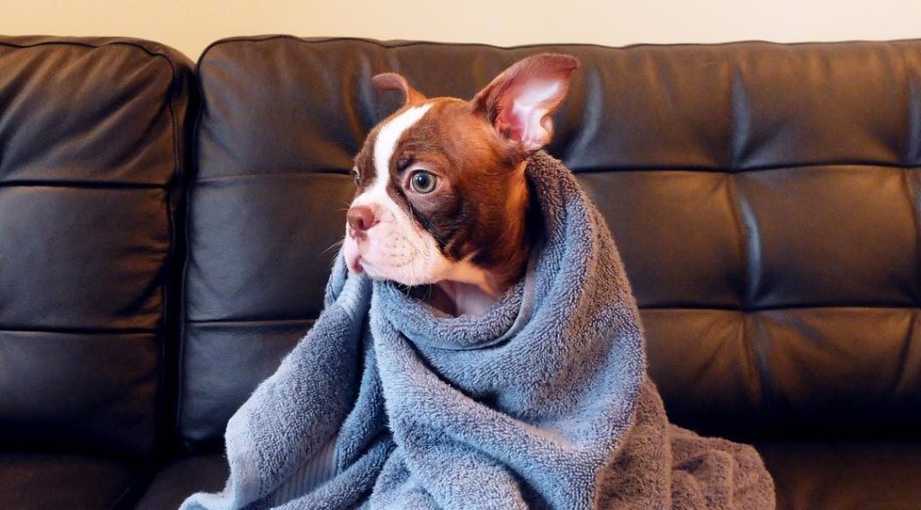 50+ Boston Your&nbsp;Pet