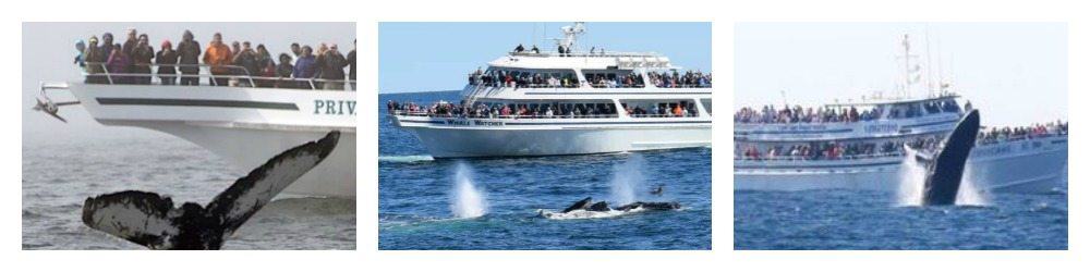 13+ Boston Whale Watching Cruise Groupon Packages