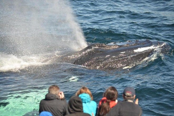 11+ Whale Watching Excursions Boston