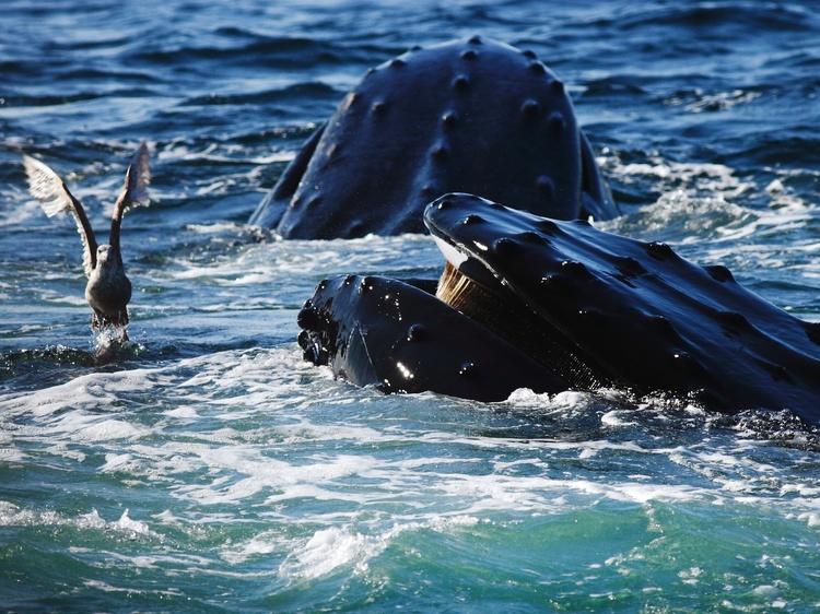 Best Whale Watching Boston Seaport&nbsp;Package