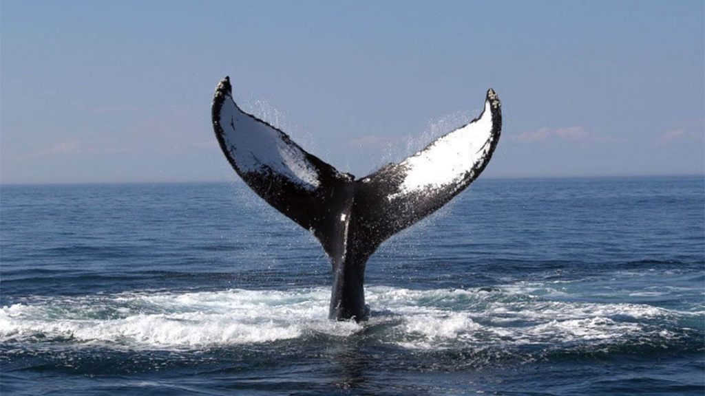 Whale Watching In Boston&nbsp;Massachusetts