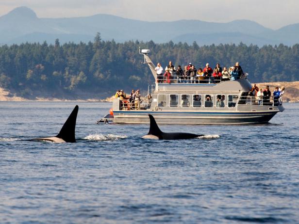 26+ Boston Whale Watching Duration&nbsp;Package