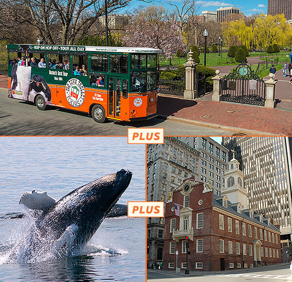 25+ Boston Whale&nbsp;Watching