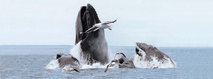 12+ Whale Watching Boston&nbsp;Reddit