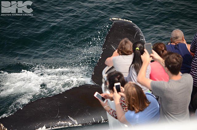16+ Boston Harbor Cruise Whale&nbsp;Watch
