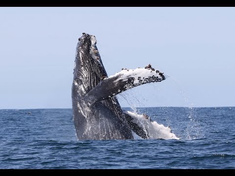 Amazing Whale Watching Boston September&nbsp;Packages