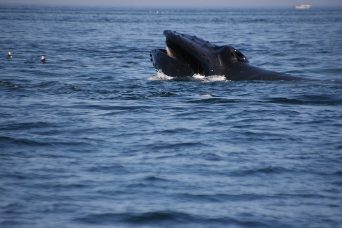 16+ Whale Watching Out Of Boston&nbsp;Package