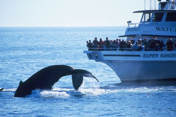 Whale Watching Boston Discount&nbsp;Package