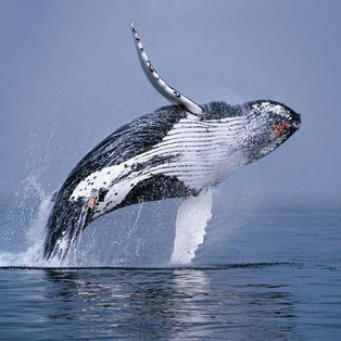 Exploring Whale Watching From Boston&nbsp;Package