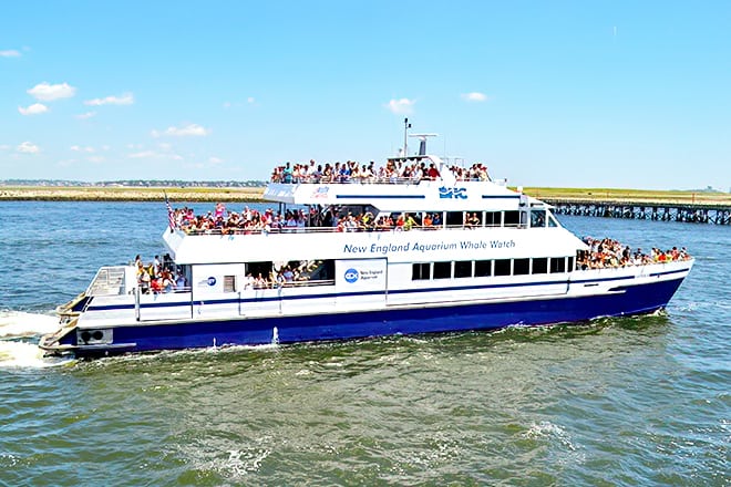 35+ Asteria Whale Watching&nbsp;Boston