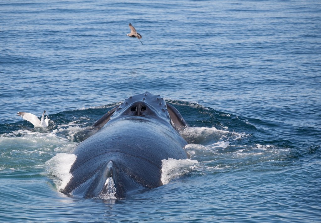 Exploring Whale Watching In Boston In April Package