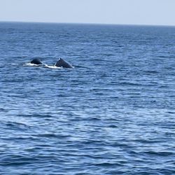 46+ Whale Watching Season Boston Ma&nbsp;Packages