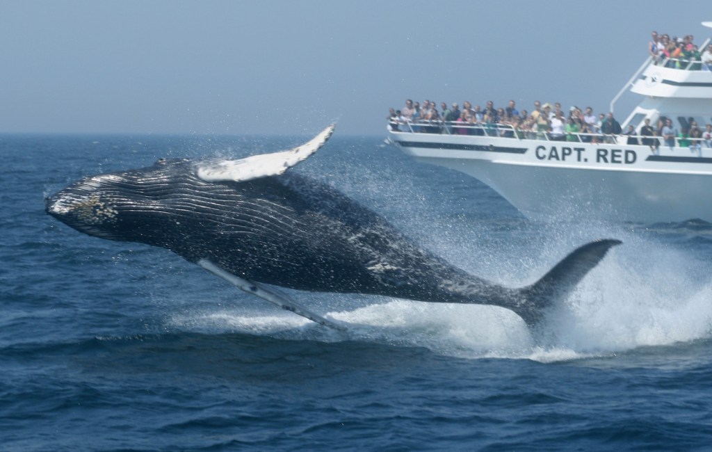 Best Whale Watch Tours Boston Package